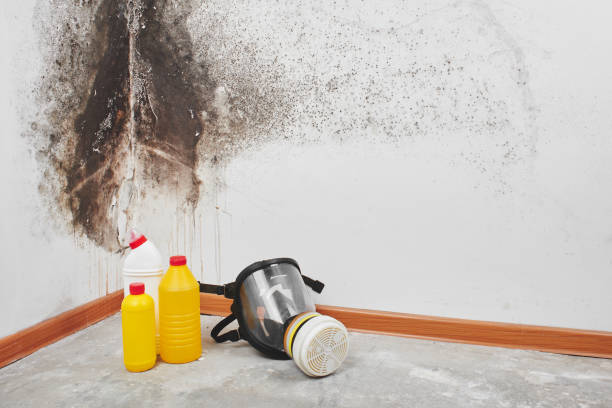Best Black Mold Removal  in Montgomery Village, MD