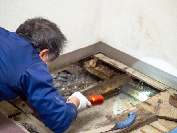 Best Crawl Space Mold Removal  in Montgomery Village, MD