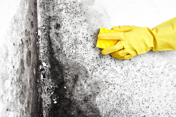 Best Professional Mold Removal  in Montgomery Village, MD
