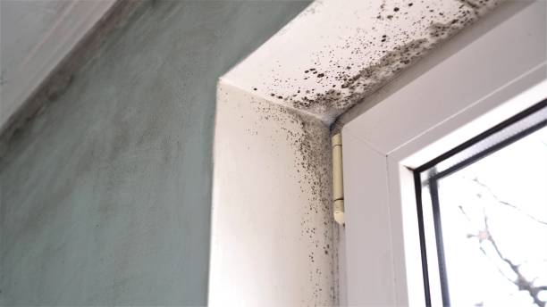 Best Fast Mold Removal  in Montgomery Village, MD