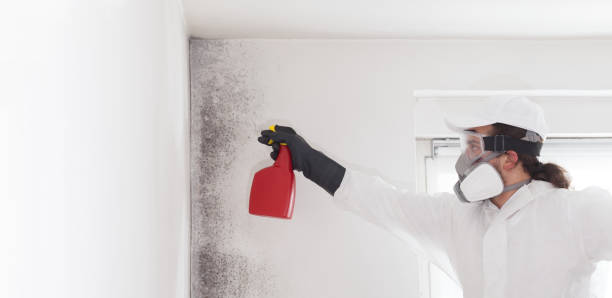 Best Mold Removal Specialists  in Montgomery Village, MD