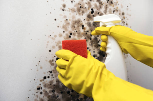 Best Mold Testing  in Montgomery Village, MD