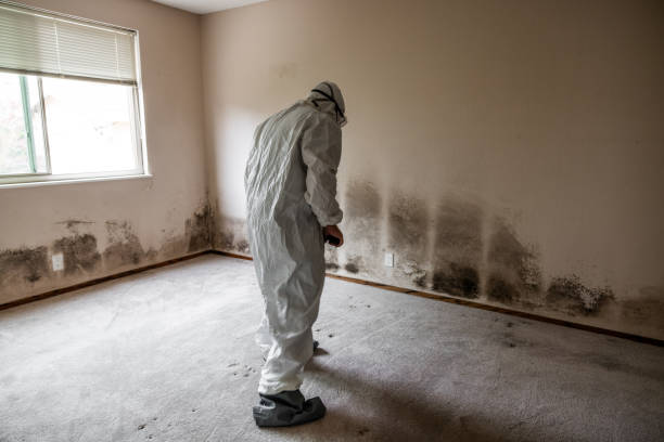 Best Mold Removal Process  in Montgomery Village, MD