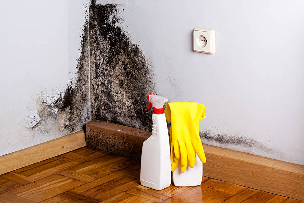 Best Mold Damage Repair  in Montgomery Village, MD