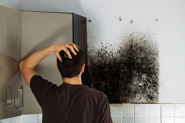 Best Mold Remediation  in Montgomery Village, MD
