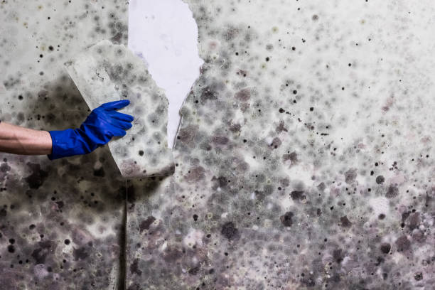 Best Same-Day Mold Removal  in Montgomery Village, MD