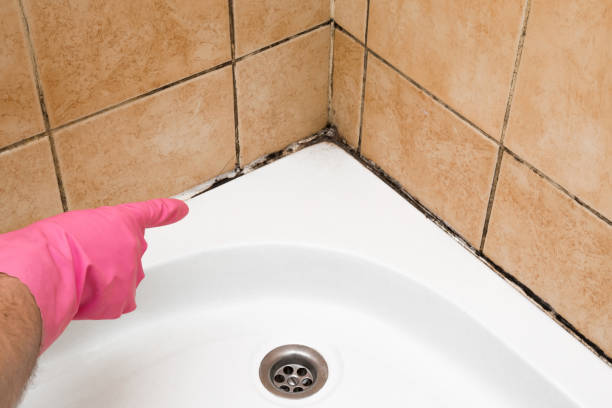 Best Mold Damage Repair  in Montgomery Village, MD